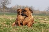 RODESIAN RIDGEBACK 109